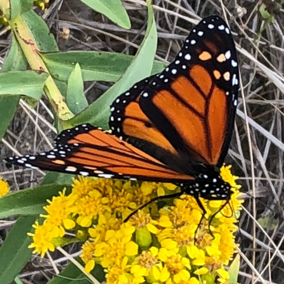 Meet your Posher, Betty - Picture 1 of 1